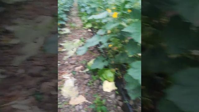 огурец Лютый и Киборг смотреть онлайн