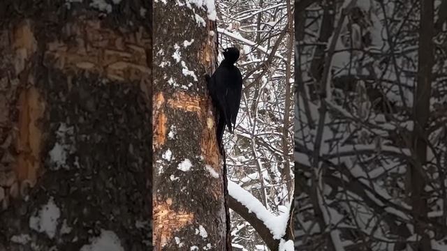 В мире животных. Дятел афроамериканец)))) смотреть онлайн