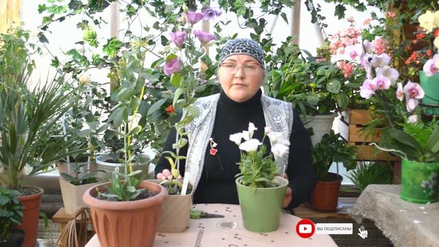 Как сохранить эустому зимой и не потерять ни одного растения смотреть онлайн