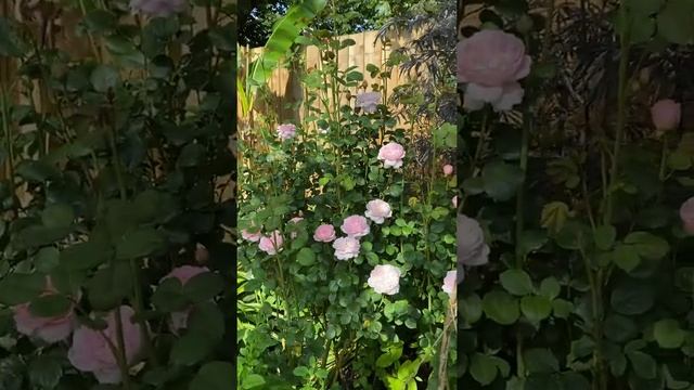 The queen of Sweden from @david_austin_roses #gardenerben смотреть онлайн