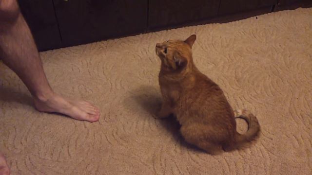 Кот нападает на людей! / Cat attacking people! смотреть онлайн