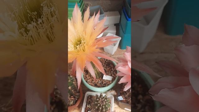 Звезда.......второе цветение смотреть онлайн