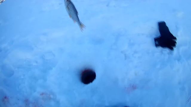 Рыбалка с папой! Ловля крупной плотвы. смотреть онлайн