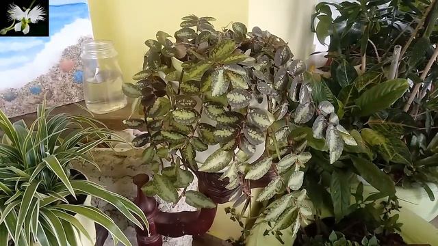 PLANTA PELLIONIA REPENS CUIDADOS Y CULTIVO, Mi diario de Jardin смотреть онлайн
