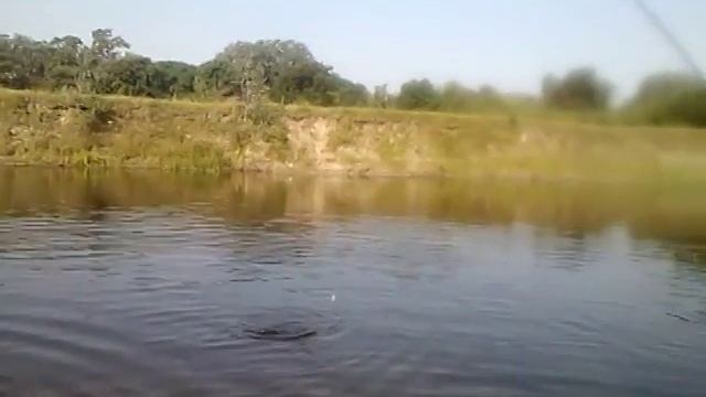 Рыбалка Сейм район Вирков 03.08.2014 Лещ на фидер смотреть онлайн