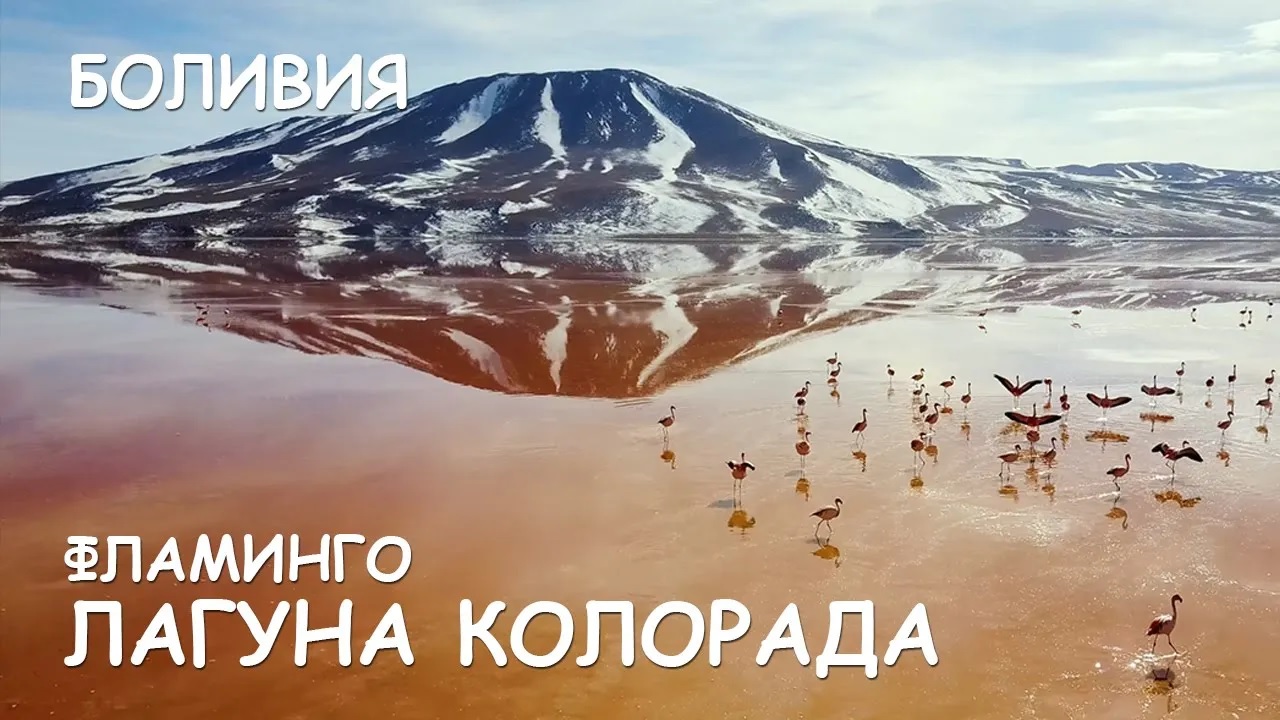 Мир Приключений - Красная Лагуна. Фламинго в Лагуне Колорада. Анды Боливии. смотреть онлайн