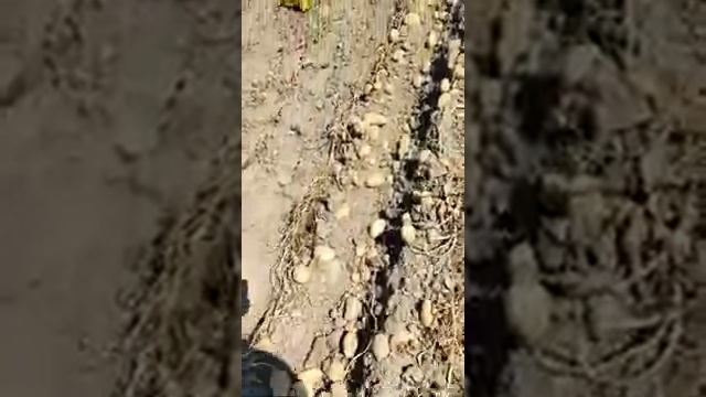 КАРТОФИ сорт АРИЗОНА 2021( potato ARIZONA variety), отгледани в Добруджа в района на гр. Добрич. смотреть онлайн