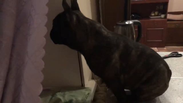 Французский бульдог Остин. Охранник 🐕 смотреть онлайн