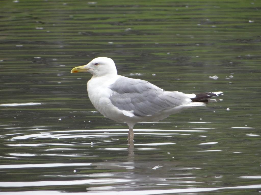 Чайка хохотунья. ( Larus cachinnans ) смотреть онлайн