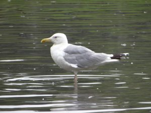 Чайка хохотунья. ( Larus cachinnans )