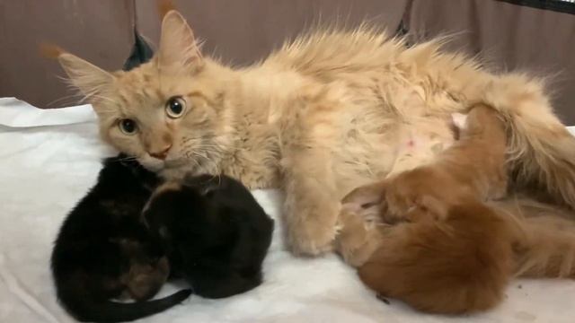 Кормление котят мейн-кун возрастом 5 дней | Питомник мейн-кун Dark Empire