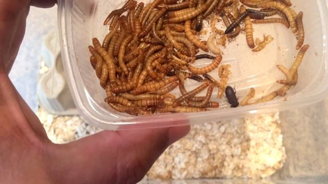 РАЗВЕДЕНИЕ КОРМОВЫХ НАСЕКОМЫХ ВЫРАЩИВАНИЕ МУЧНОГО ЧЕРВЯ МУЧНОЙ ХРУЩЯК МИНИ ФЕРМА смотреть онлайн