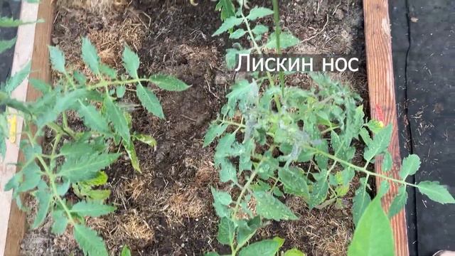 Сортовые томаты поимённо Месяц после высадки / И кто-то новенький прописался под чужим именем смотреть онлайн