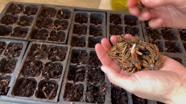 Planting Ranunculus for the Flower Stand! Soaking, Pre-sprouting, & Planting Ranunculus Corms смотреть онлайн