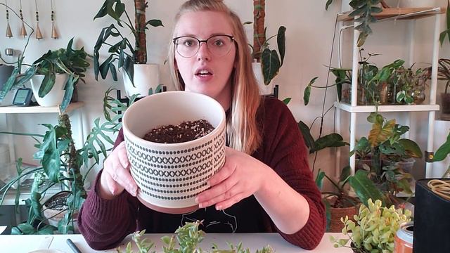 Repot Succulents with Me & Cactus Soil Testing | The Next Gardener смотреть онлайн