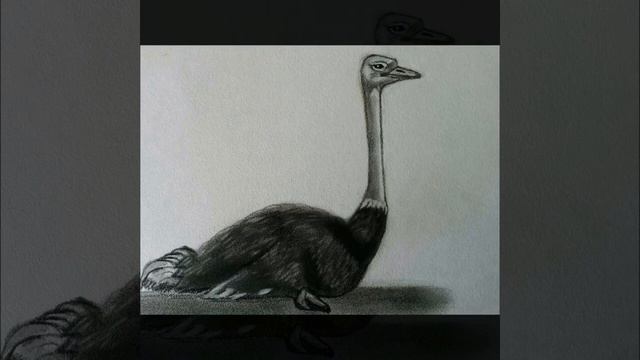 For children. How to draw Straus simply/Для детей.Как нарисовать Страуса просто смотреть онлайн