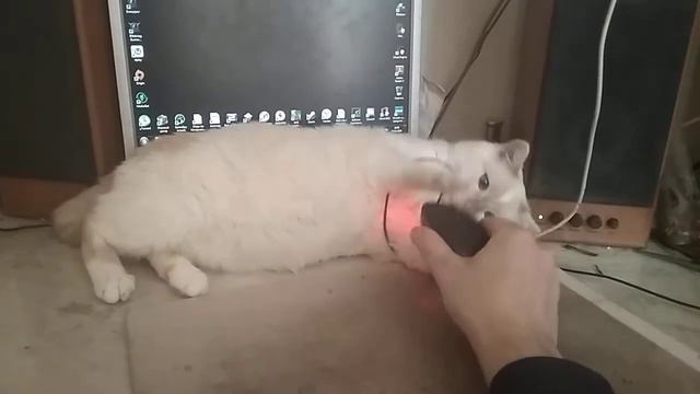 Кот Барс смотреть онлайн