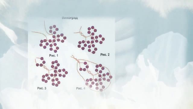Гроздь МИМОЗЫ и ВИНОГРАДА смотреть онлайн