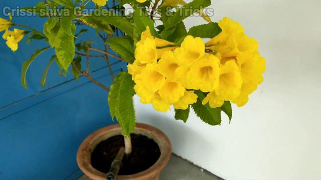 Yellow bells गोरी चोरी / Flowering tricks and plant care смотреть онлайн