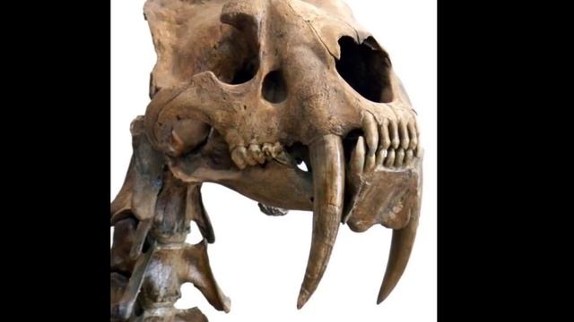 Саблезубый тигр под песню simba Пумба мишка кунг-фу панда смотреть онлайн