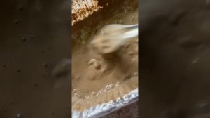 Как делать пасту из глины. Туркестан белый.