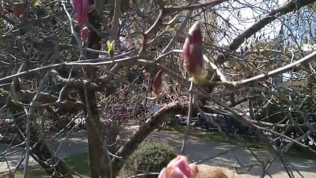 Март в Сочи. Ждем весну. смотреть онлайн