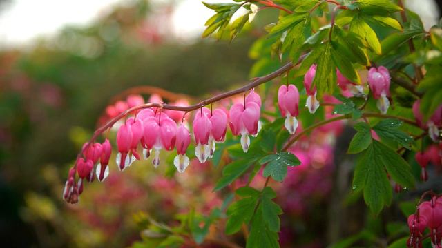 Litania loretańska - najpopularniejsza melodia (wileńska) смотреть онлайн