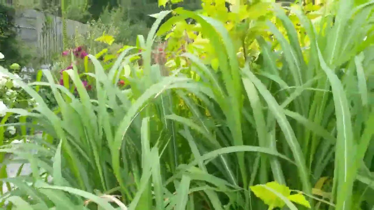 Декоративные травы в саду с Розами смотреть онлайн