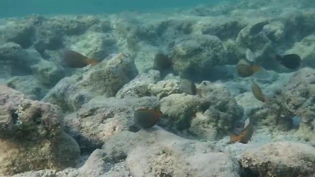 Стая рыб в красном море Шарм-Эль-Шейх, 2020, риф Nubian Island Egypt, reef смотреть онлайн