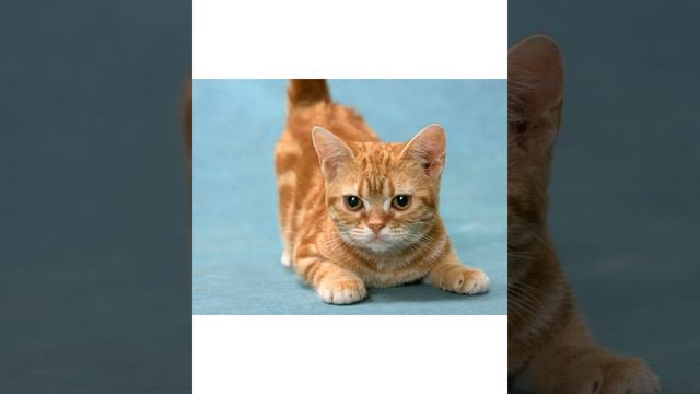 Анна Рекк - Котик наел себе животик. Укулеле смотреть онлайн