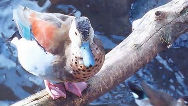 Visiting Animals In Moscow Zoo | Moscow | Russia 2015