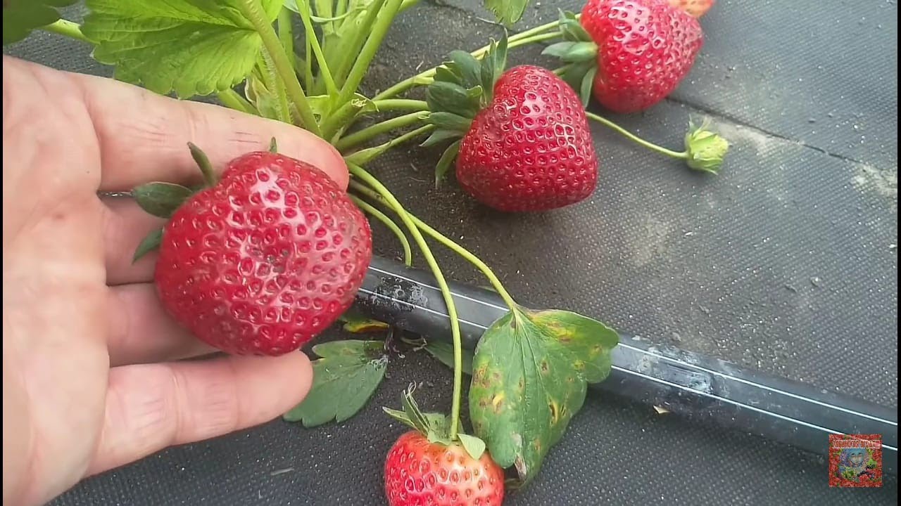 Клубника Альтес! смотреть онлайн