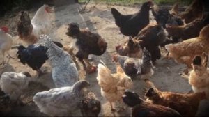 Куры яичного направления лучшие несушки