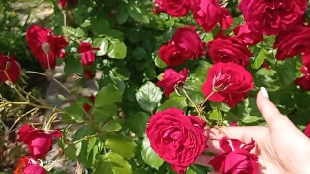 #роза #сад Рэд Леонардо да Винчи Meilland Франция, 2003 Флорибунда Red Leonardo da Vinci смотреть онлайн