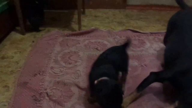 п-к ВЕНАТУС ВЕНАТИКУС ....... смотреть онлайн