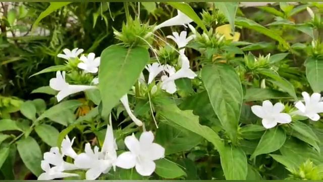 How To Grow & Care Jhinti, Barleria Cristata, Philiphin Violet Plant смотреть онлайн
