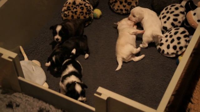 Tail Whispers Aiyana & Baribal's Cafe au Lait смотреть онлайн