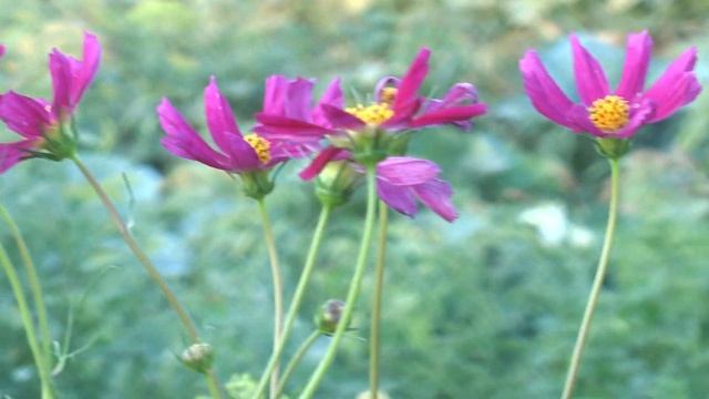 Tets video 25p PANASONIC AG HMC41E смотреть онлайн