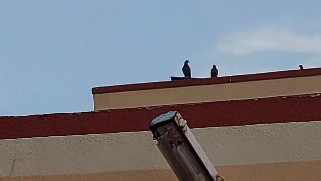 How I tolerate my sister.....??? смотреть онлайн