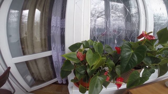 Мои комнатные цветы. Денежные дерево. смотреть онлайн