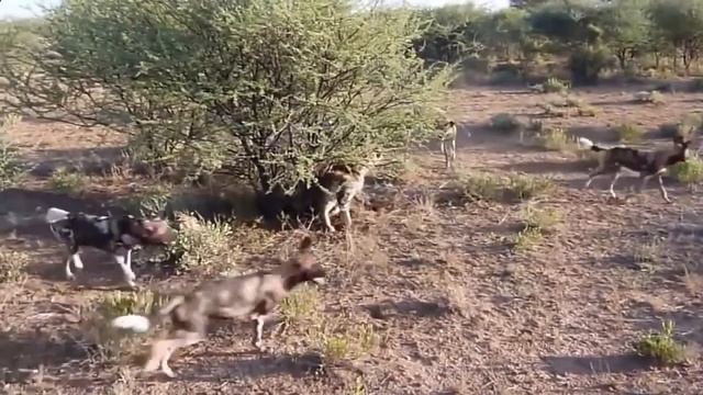 Две гиены отбиваются от стаи собак смотреть онлайн