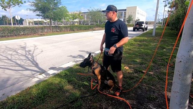 BELGIAN MALINOIS ATTACKS DOG TRAINER! OUT OF CONTROL! смотреть онлайн