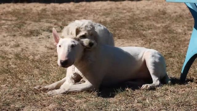 Cockapoo (Cocker Spaniel/Poodle) Puppy Tries To Eat Bull Terrier