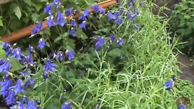 БОРОДАТЫЕ ИРИСЫ, ВЕСЕННИЕ ЦВЕТЫ, ЦВЕТЫ МОЕГО САДА смотреть онлайн