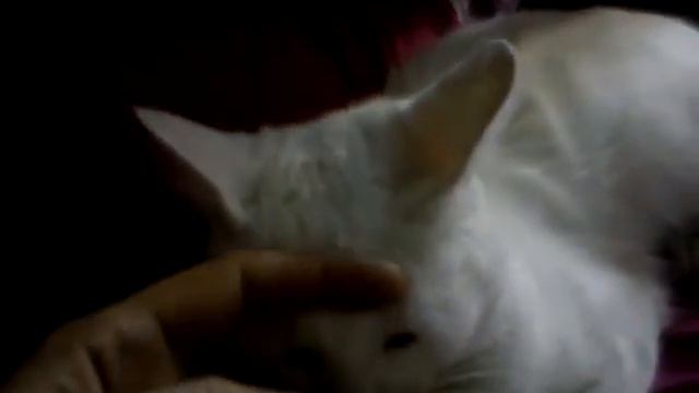 кот король.прикол смотреть онлайн
