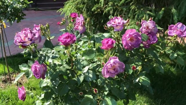 РОЗА БЛЮ ФО Ю, Blue for you, роза. смотреть онлайн