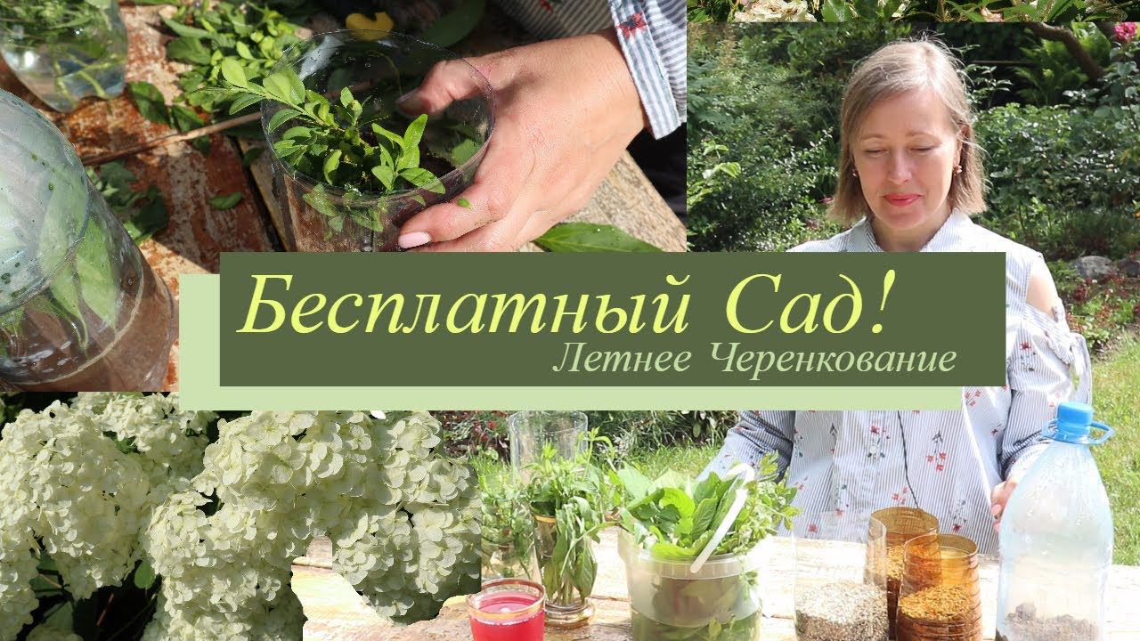 Где взять бесплатные растения? Летнее черенкование роз, гортензий, мяты, самшита, шалфея смотреть онлайн