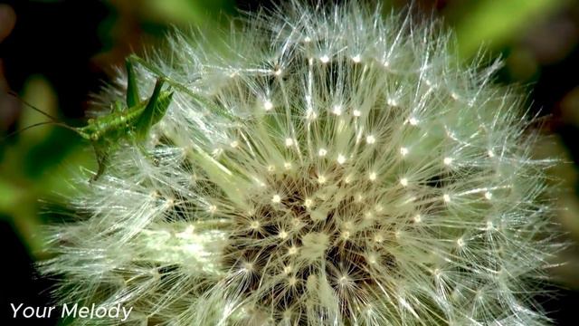 Прекрасная мелодия, доводящая до слез🌿Одна из самых красивых весенних мелодий🌿 смотреть онлайн
