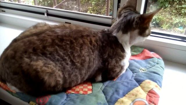 Кудрявая кошка девон-рекс смотреть онлайн