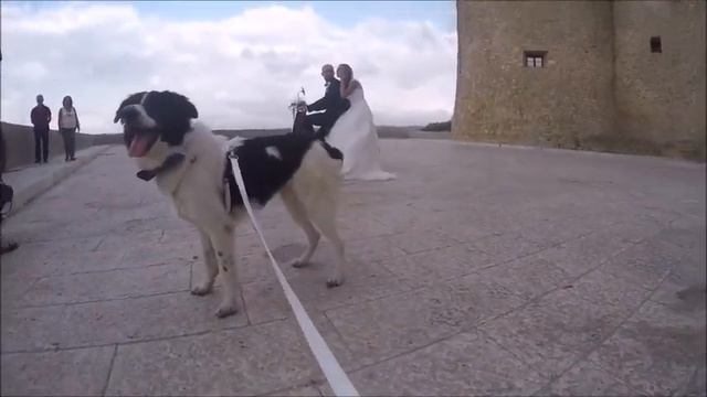 Matrimonio in Sicilia con Paolino, ospite d'onore a 4 zampe, con Wedding Dog Specialist смотреть онлайн